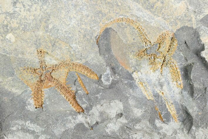 Two Ordovician Brittle Stars (Ophiura) - Morocco #118694